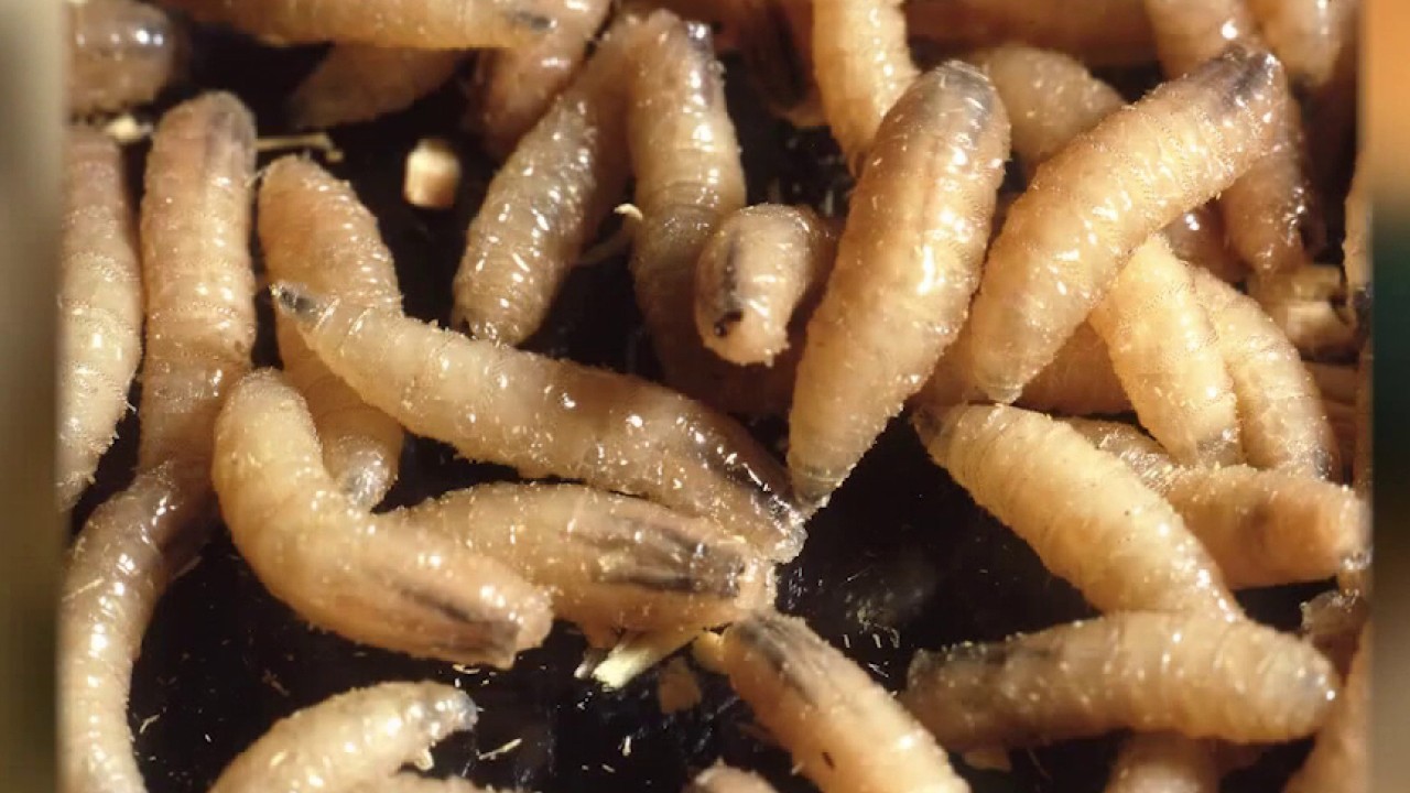 New World Screwworm cases rise to 32 as Texas battles outbreak