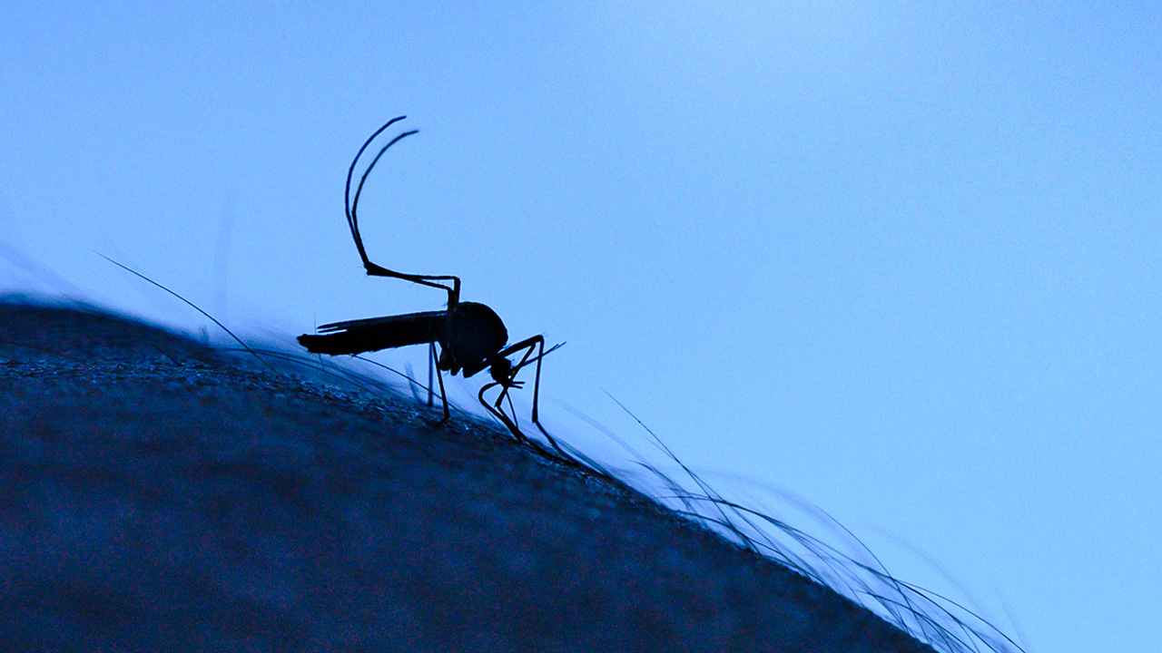 West Nile virus season’s fastest start in decades spurs warning before 4th of July