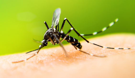Denton County reports first human case of West Nile Virus